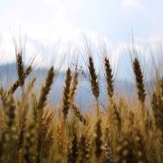wheat, fields, crops