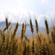 wheat-fields-crops-stockpack-pixabay.jpg wheat, fields, crops