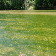 Algae-in-the-Lower-Wilderness Algae In The Lower Wilderness