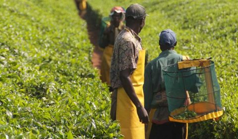 Unilever Suppliers Kenya Tea
