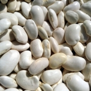 beans, health, harvest