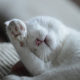cat-animal-sleep-stockpack-pixabay.jpg cat, animal, sleep