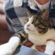 cat-work-technology-stockpack-pixabay.jpg cat, work, technology