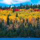 forest-woods-lake-stockpack-pixabay.jpg forest, woods, lake