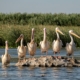 great white pelicans, birdwatching, danube delta