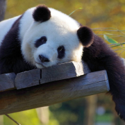 panda-china-bamboo-stockpack-pixabay.jpg panda, china, bamboo