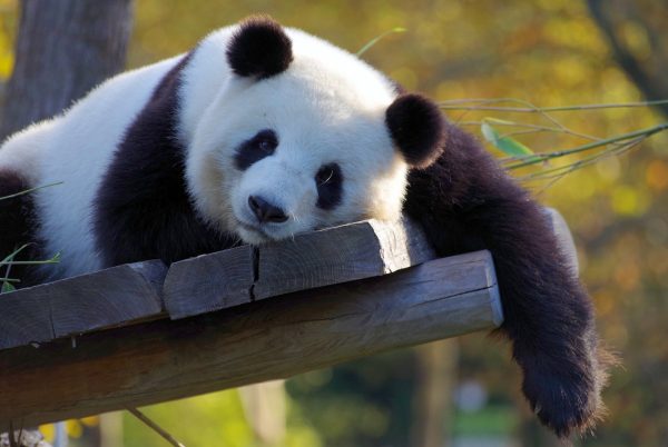panda, china, bamboo