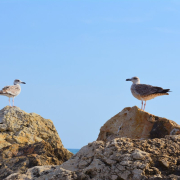 pescarusi-cliffs-cliff-stockpack-pixabay.jpg pescaruși, cliffs, cliff