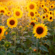 sunflower-sunflower-field-flowers-stockpack-pixabay.jpg sunflower, sunflower field, flowers