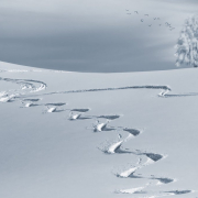 wintry-backcountry-skiiing-ski-tracks-stockpack-pixabay.jpg wintry, backcountry skiiing, ski tracks