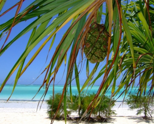 zanzibar-beach-sea-stockpack-pixabay.jpg zanzibar, beach, sea