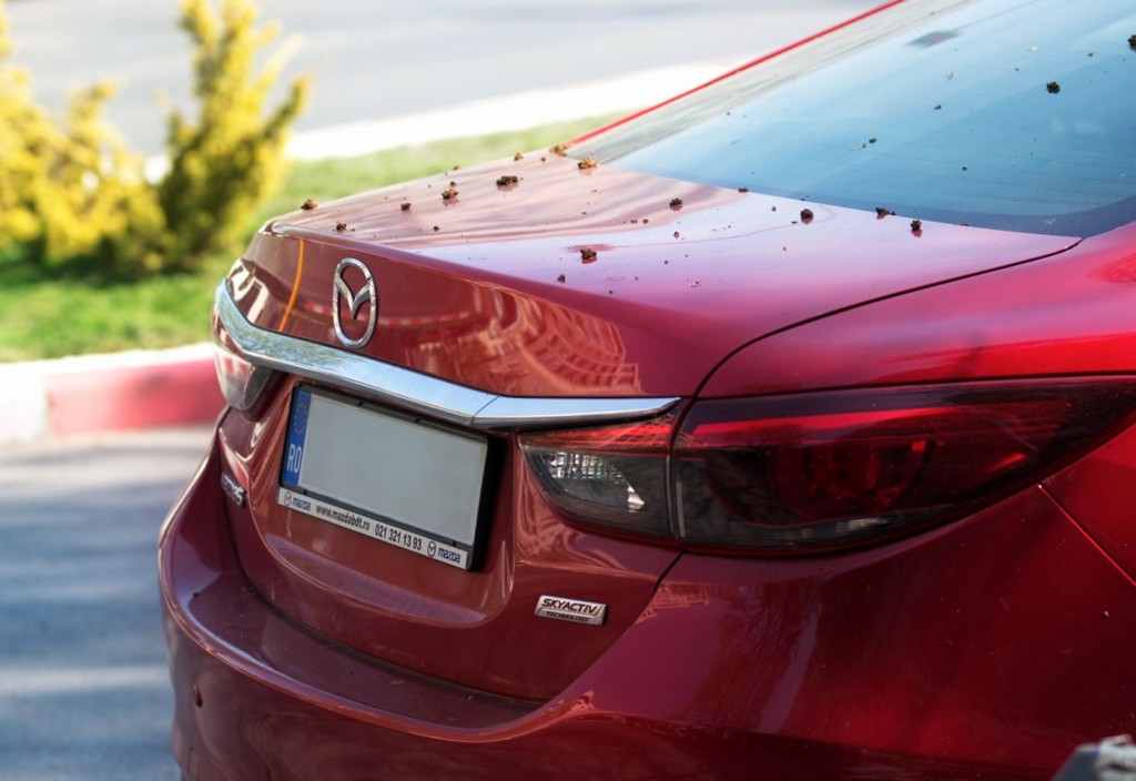 back, car, mazda