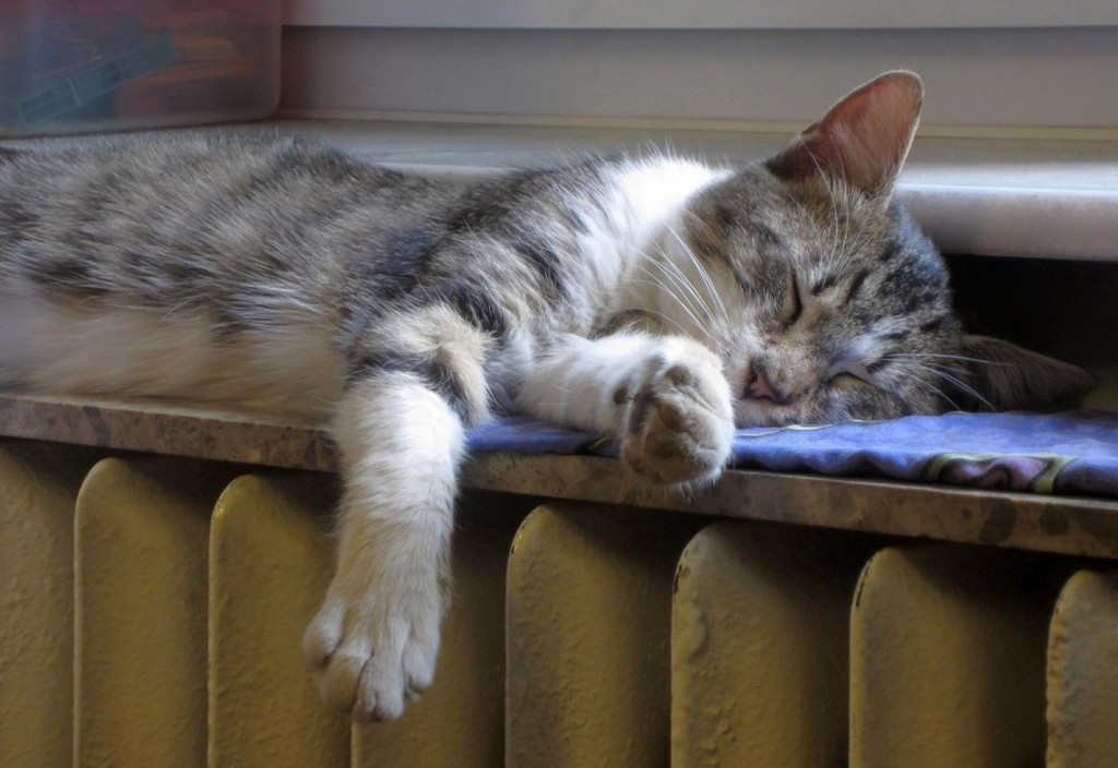 cat-sleep-radiator-stockpack-pixabay.jpg cat, sleep, radiator