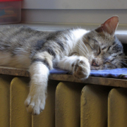 cat, sleep, radiator