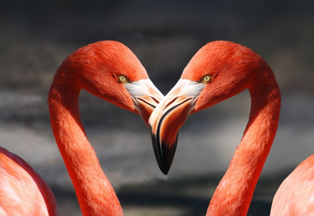 flamingo-valentine-heart-stockpack-pixabay.jpg flamingo, valentine, heart