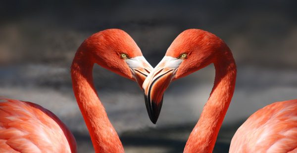 flamingo, valentine, heart
