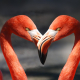 flamingo-valentine-heart-stockpack-pixabay.jpg flamingo, valentine, heart