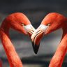 flamingo, valentine, heart