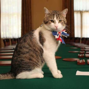 larry_chief_mouser Larry Chief Mouser