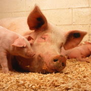 pigs-domestic-animals-stockpack-pixabay.jpg pigs, domestic, animals