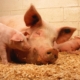 pigs-domestic-animals-stockpack-pixabay.jpg pigs, domestic, animals