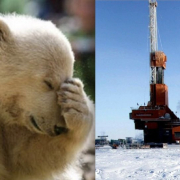 polar bear Polar Bear