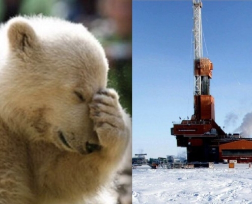 polar bear Polar Bear