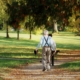 sport-nordic-walking-park-stockpack-pixabay.jpg sport, nordic walking, park