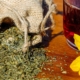 tee-herbs-mix-stockpack-pixabay.jpg tee, herbs, mix