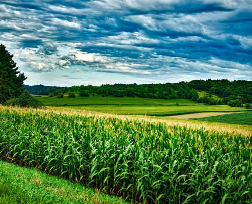wisconsin-corn-soybeans-stockpack-pixabay.jpg wisconsin, corn, soybeans