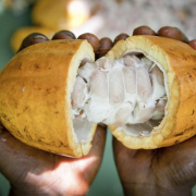 Cocoa pod Cocoa Pod