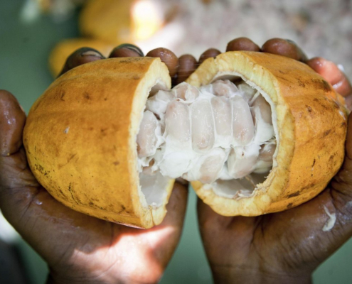 Cocoa pod Cocoa Pod