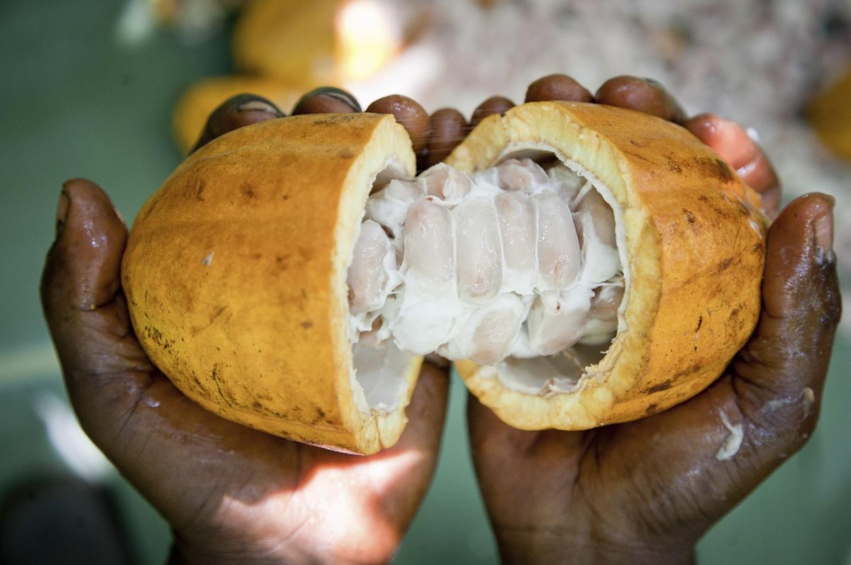 Cocoa pod Cocoa Pod