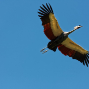 bird-park-walsrode-freiflug-bird-stockpack-pixabay.jpg bird park walsrode, freiflug, bird
