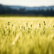 cornfield-summer-wheat-stockpack-pixabay.jpg cornfield, summer, wheat