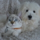 dog-cat-animals-stockpack-pixabay.jpg dog, cat, animals