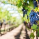 grapes, vines, grapevines