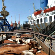 live-cattle-export Live Cattle Export