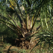 oil-palm-tree-plantation-stockpack-pixabay.jpg oil palm, tree, plantation