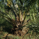oil-palm-tree-plantation-stockpack-pixabay.jpg oil palm, tree, plantation