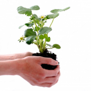 plant-isolated-human-stockpack-pixabay.jpg plant, isolated, human