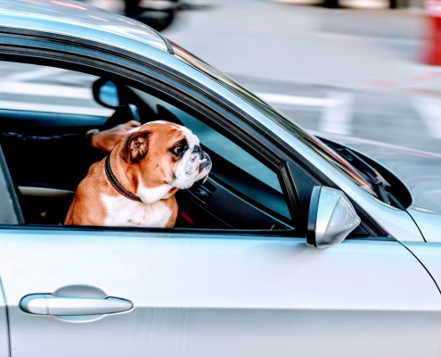 pug, dog, pet