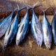 tuna-fish-tuna-fish-stockpack-pixabay.jpg tuna fish, tuna, fish