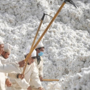 Uighur Cotton