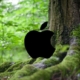 1618497322_apple-tree_story 1618497322 Apple Tree Story