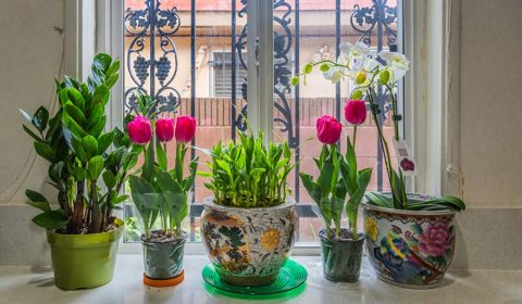 Tulips Orchid Window Flowerpot 583054 1280x854