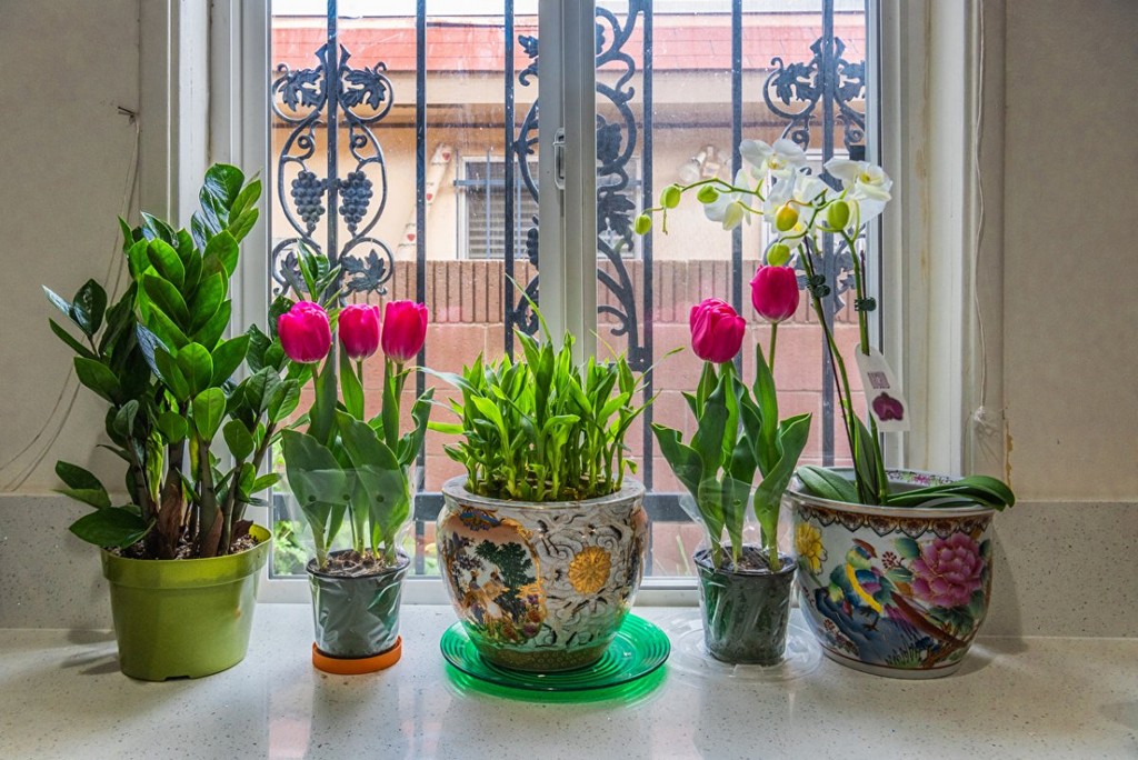 Tulips_Orchid_Window_Flowerpot_583054_1280x854 Tulips Orchid Window Flowerpot 583054 1280x854