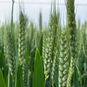beautiful-wheat-flowers-stockpack-unsplash.jpg Beautiful wheat flowers
