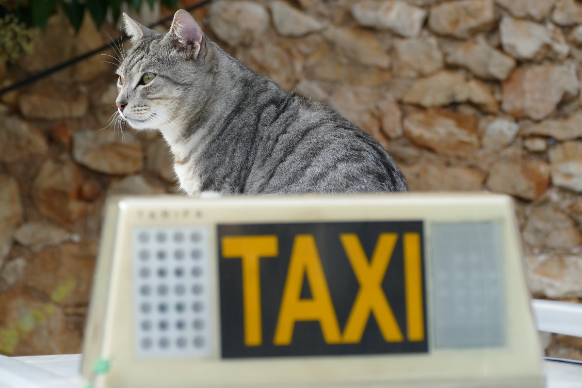 cat-care-pet-stockpack-pixabay.jpg cat, care, pet