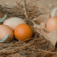 chicken-eggs-hay-chicken-product-stockpack-pixabay.jpg chicken eggs, hay, chicken product